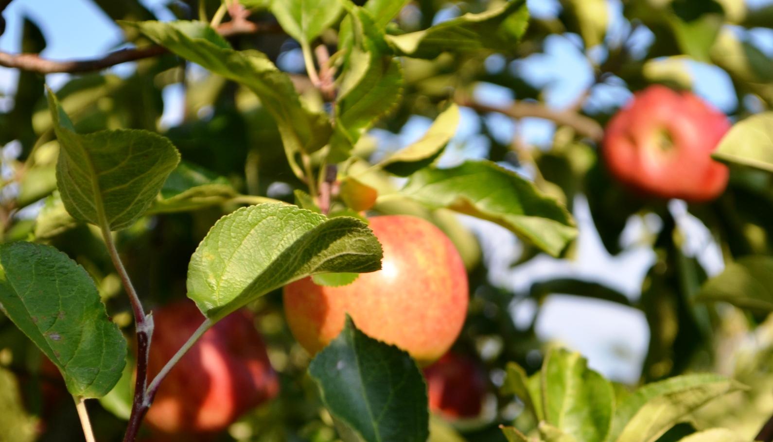 Frisches Obst direkt vom Baum!