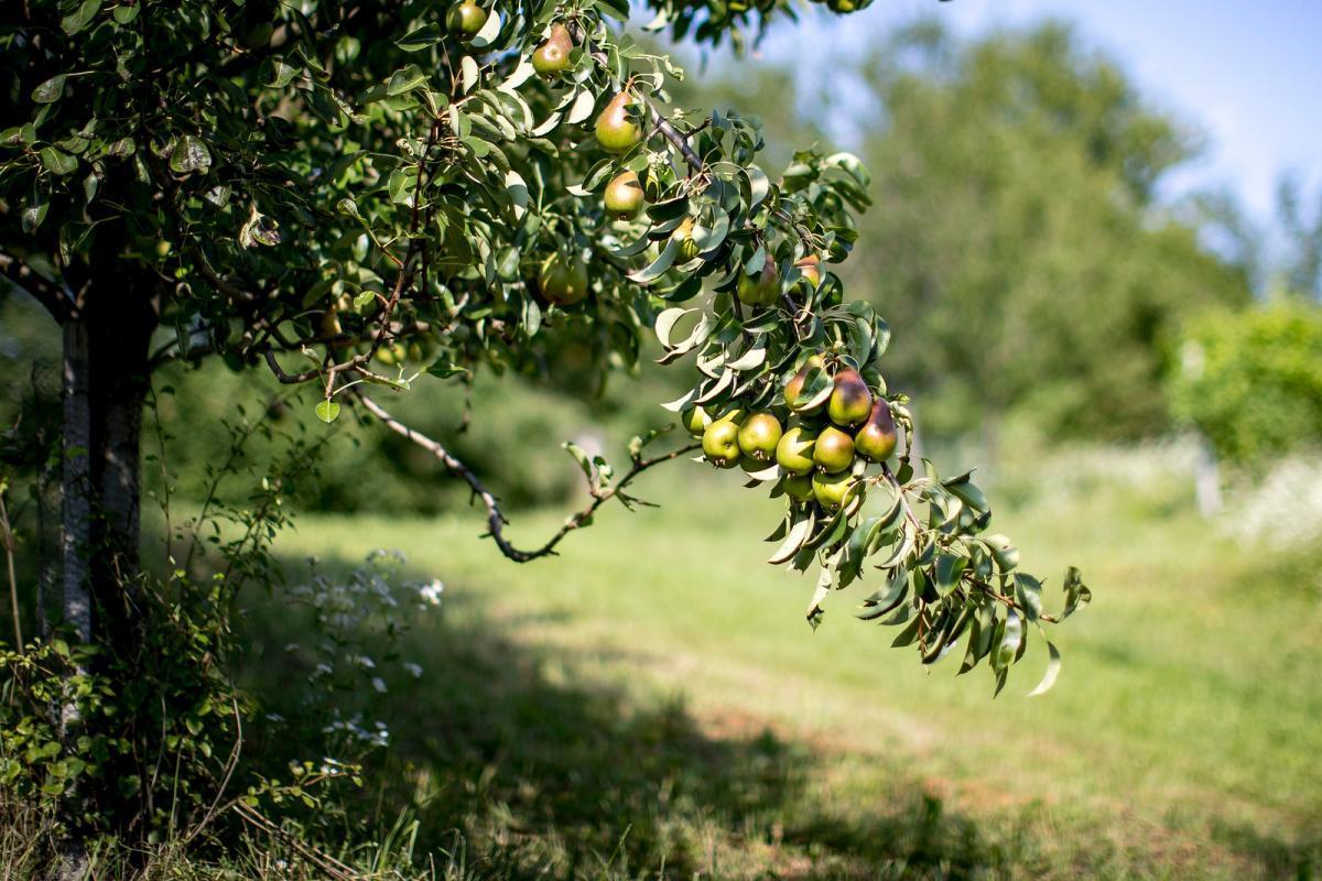 Apfel